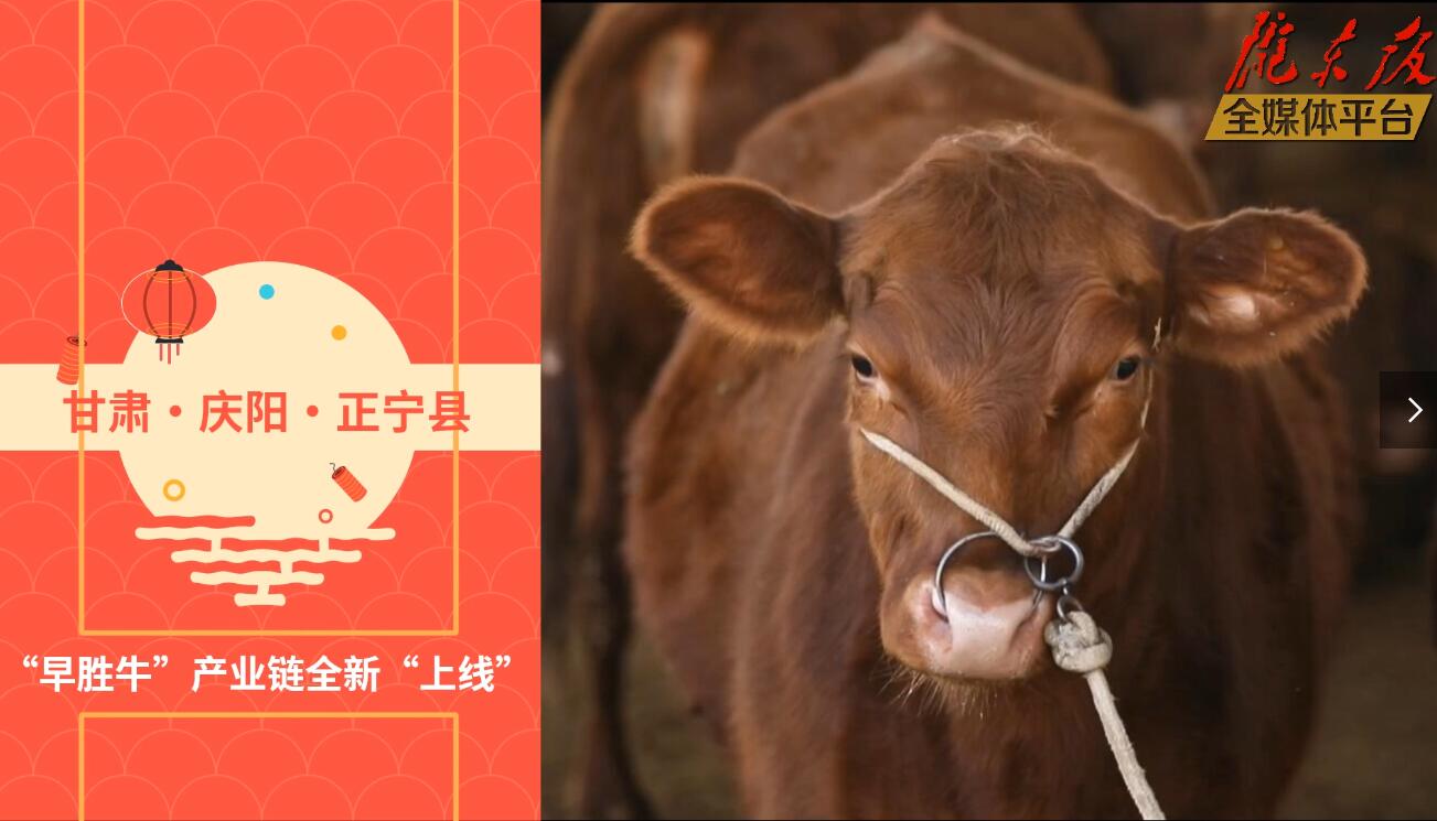 【慶陽視頻】目標(biāo)20萬頭！正寧縣打造西北肉牛養(yǎng)殖大縣