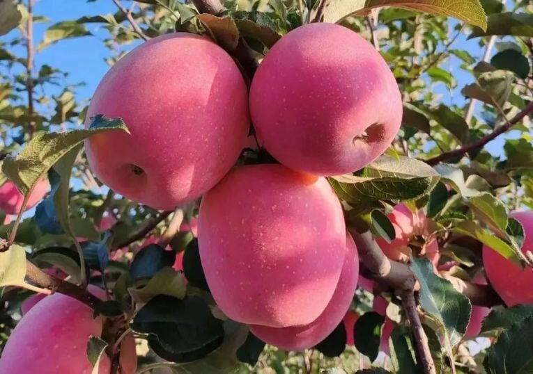 白馬鋪鎮(zhèn)的富士蘋果。