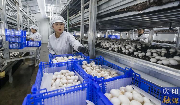 2023年全市農業(yè)農村 經(jīng)濟穩(wěn)中有增穩(wěn)中有進