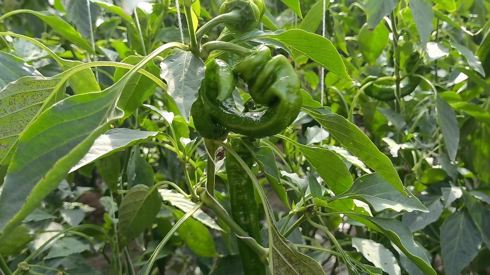 【春潮涌 繪新景丨寧縣篇】把“餐桌配菜”變成“致富主菜”！湘樂鎮(zhèn)奏響鄉(xiāng)村振興“椒”響曲
