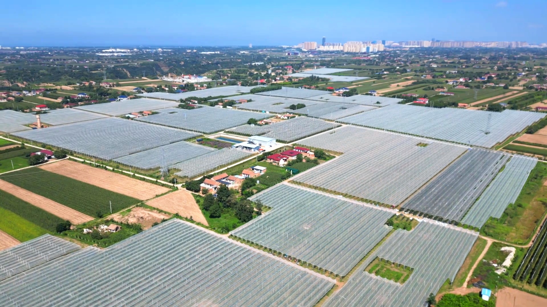 甘肅慶陽中熟蘋果走俏中秋市場 你的果盤里有它嗎？