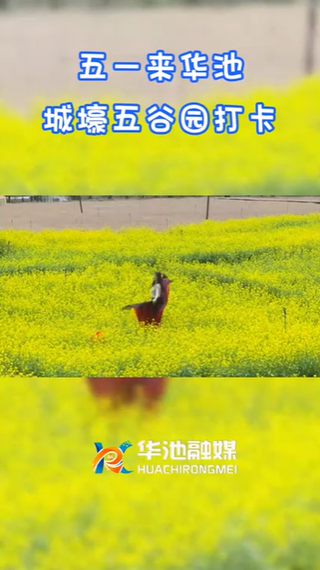 【五一游慶陽(yáng)】歡迎來(lái)華池城壕五谷園打卡??！