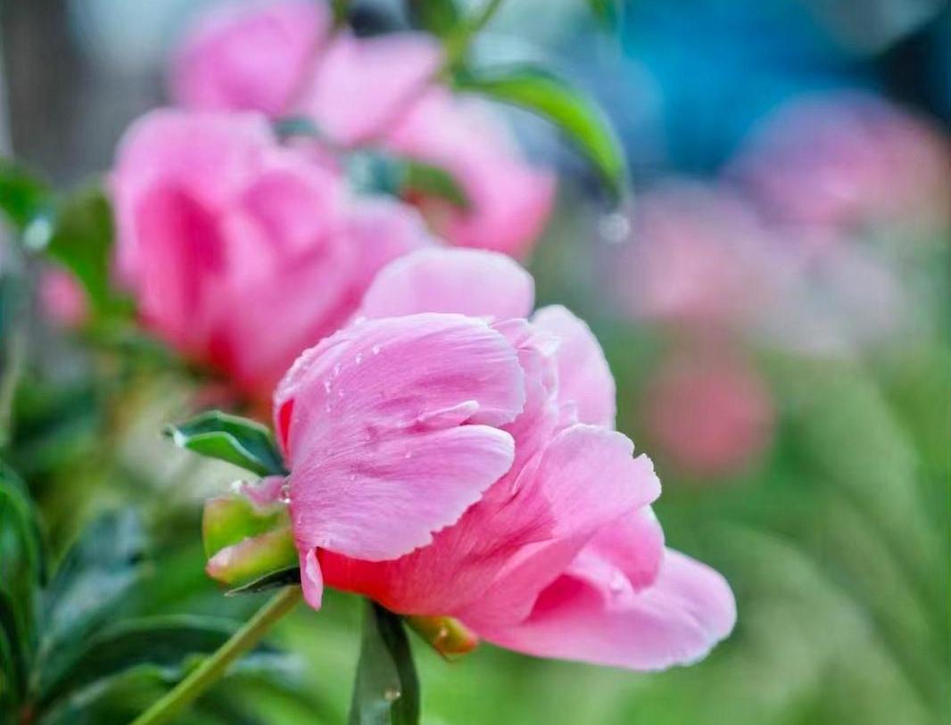 【大美慶陽】芍藥花開