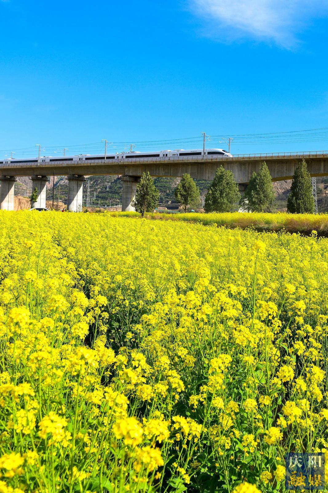 【大美慶陽】花海列車