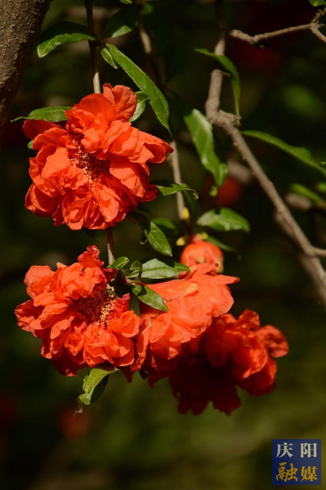 【大美慶陽】石榴花開《石榴花開》