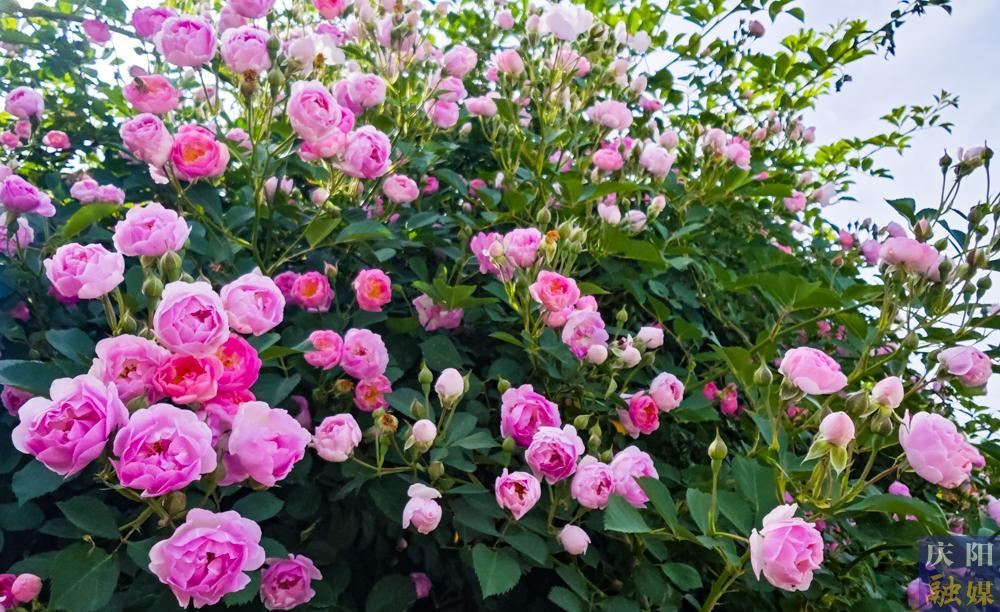 【攝影報道】薔薇花開！邂逅夏日的浪漫