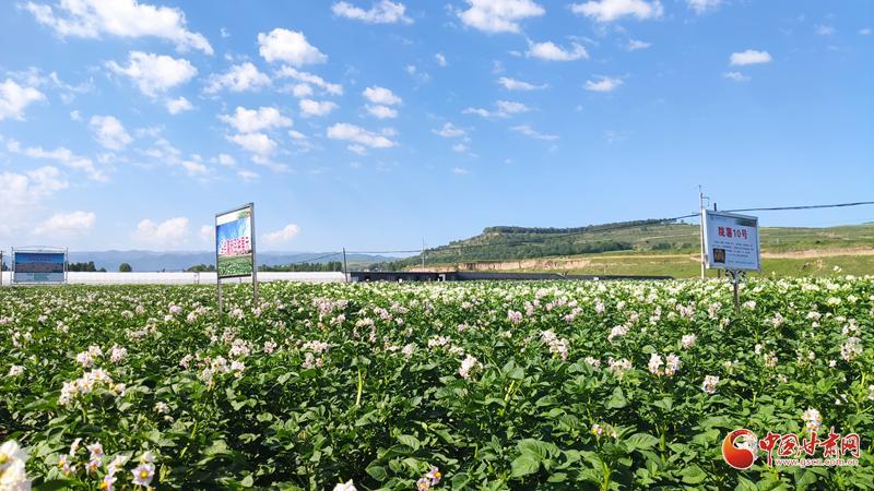 【青春華章·重走西北角】五任所長接力！這顆“隴薯”品種藏著60年的奮斗史