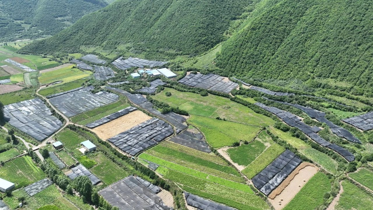 甘肅漳縣：淫羊藿種植鋪就鄉(xiāng)村振興“致富路”