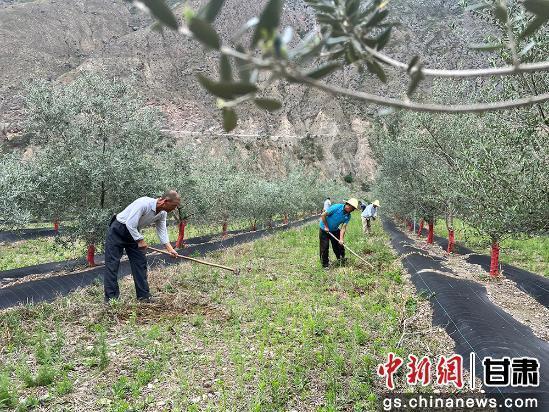 綠滿隴原·奇跡三北 | 禮縣：荒山披綠裝 靜待油橄欖變“金果”